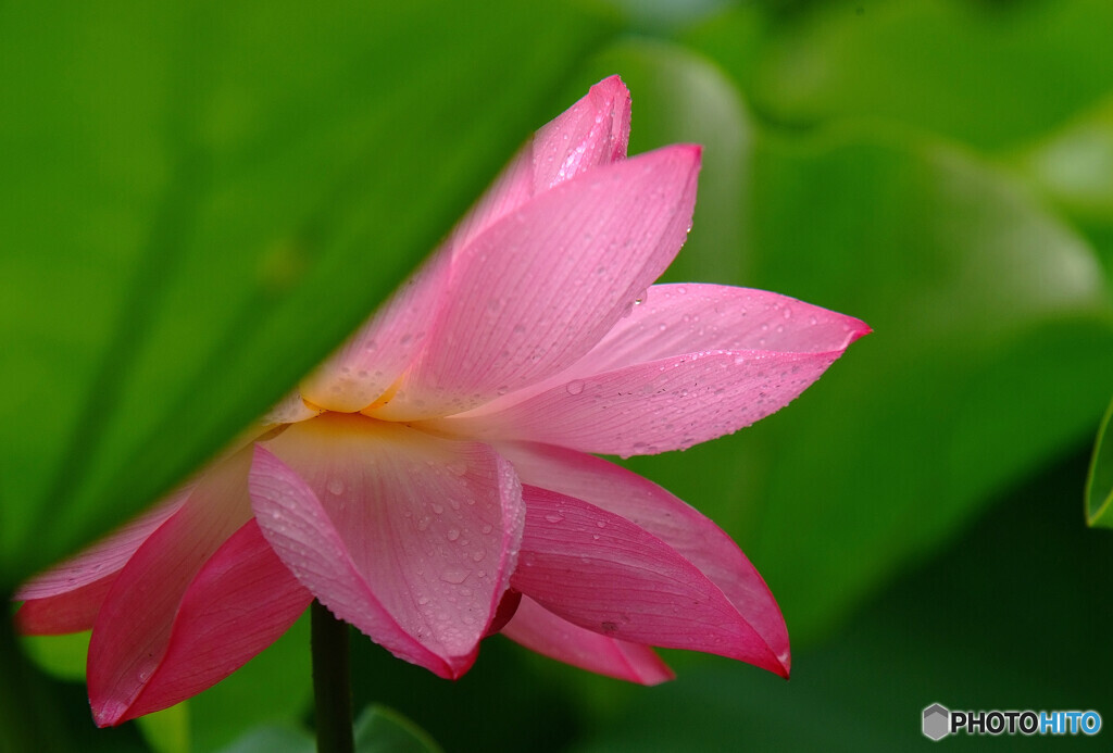 Japanese Beauty❁艶姫