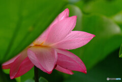 Japanese Beauty❁艶姫