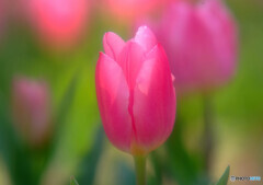 願いが叶うなら・華