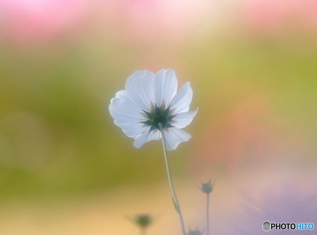 慕情・コスモス