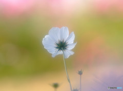 慕情・コスモス