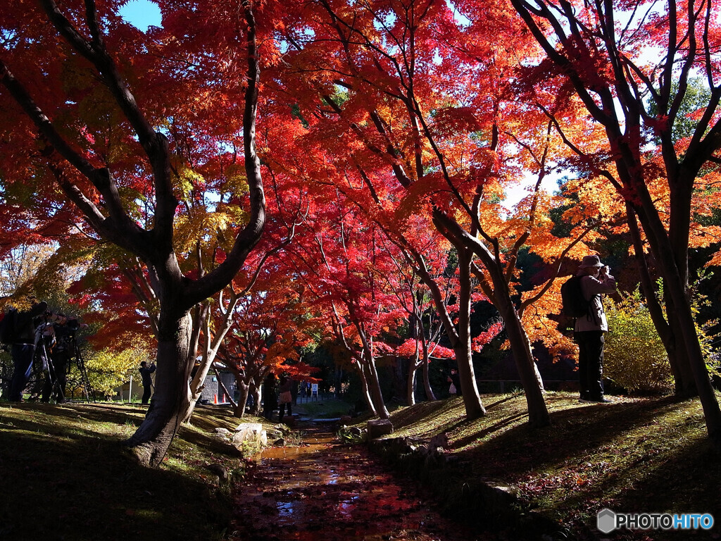 燃える晩秋✾紅葉2024