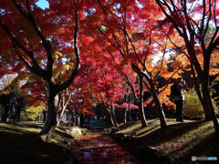 燃える晩秋✾紅葉2024