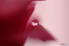 今宵は月のように