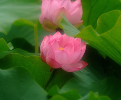 夢のはじまり・華