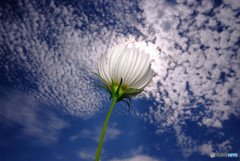 秋空独り占め！