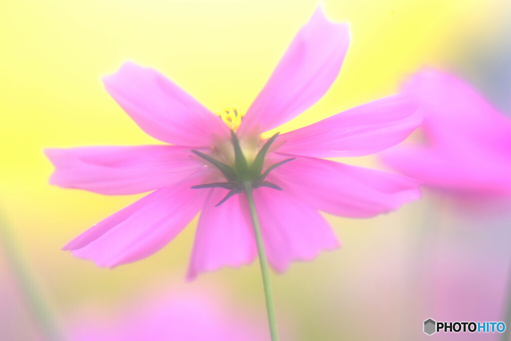 秋桜の詩✿2021秋