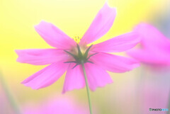 秋桜の詩✿2021秋