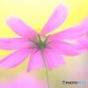 秋桜の詩✿2021秋