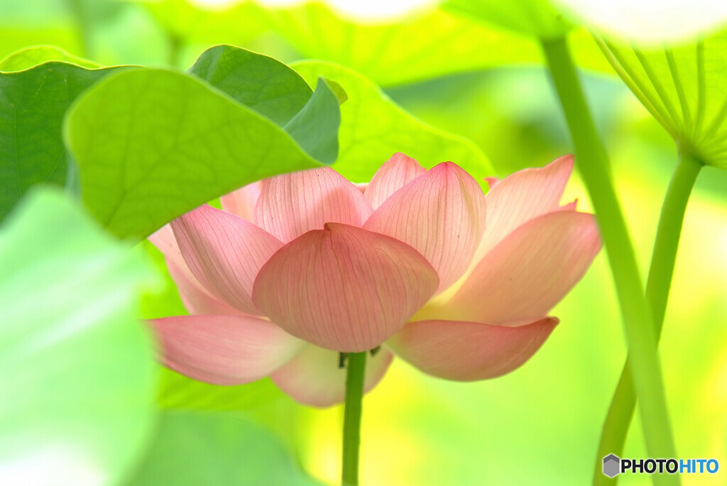 愛しい花よ✿蓮