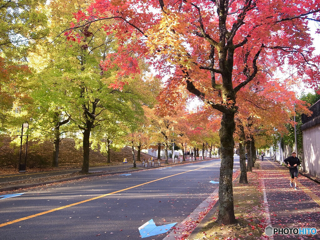 紅葉散歩Ⅷ❁三色彩道2024