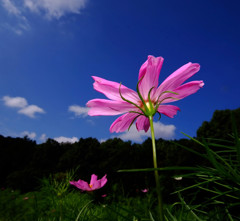 秋空とコスモス2014