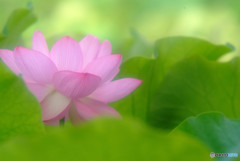 あの日に戻りたい・華