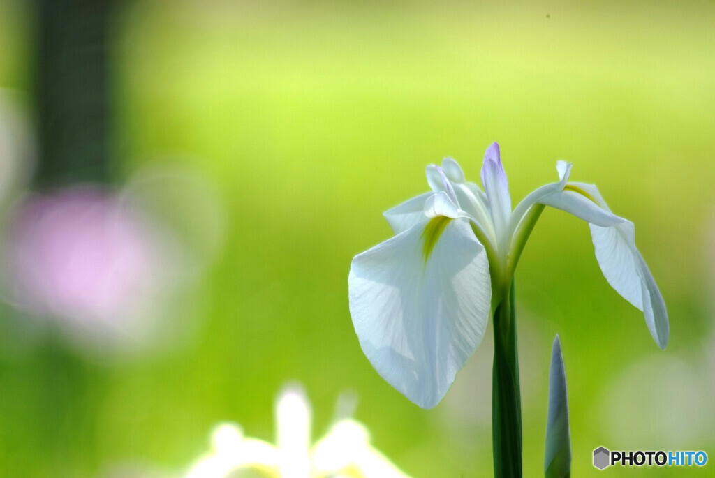 想い出は美しく✾菖蒲
