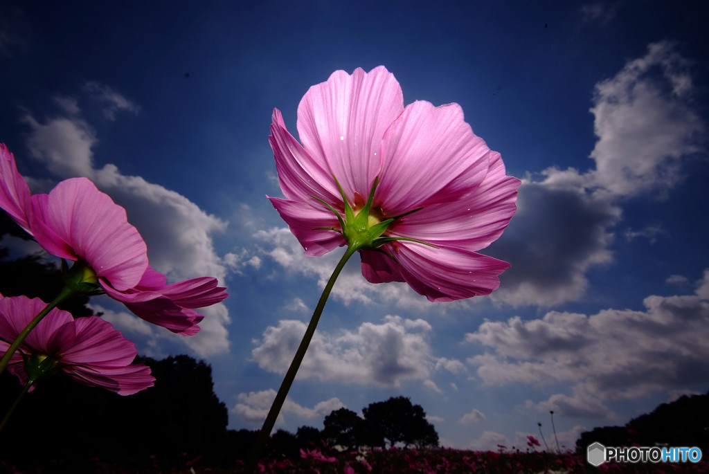 Cosmos theaterⅥ・秋