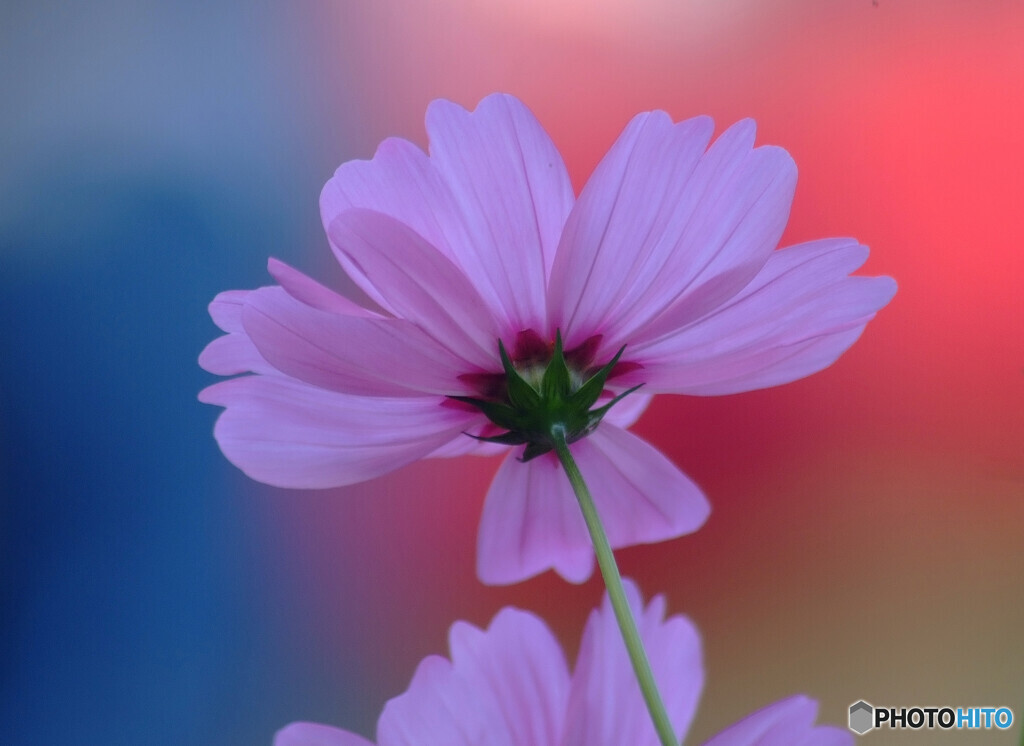 心のOasis❁午後の恋人