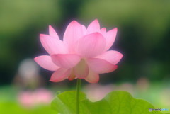 想いの時・華