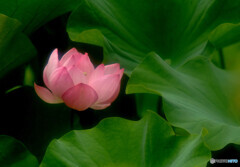 夏を待ちきれなくて・2020