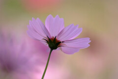 Cosmos theater➓✿一期一会2025