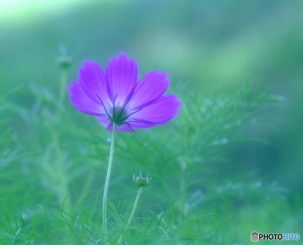 蛍光・秋桜