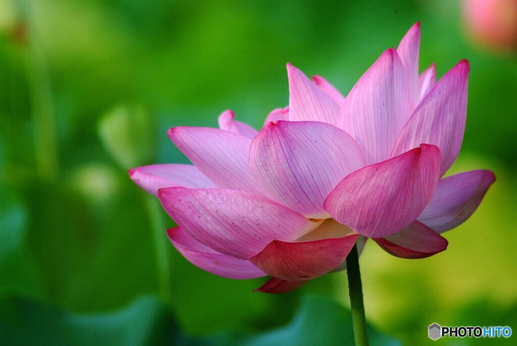 涼月の宴❁蓮