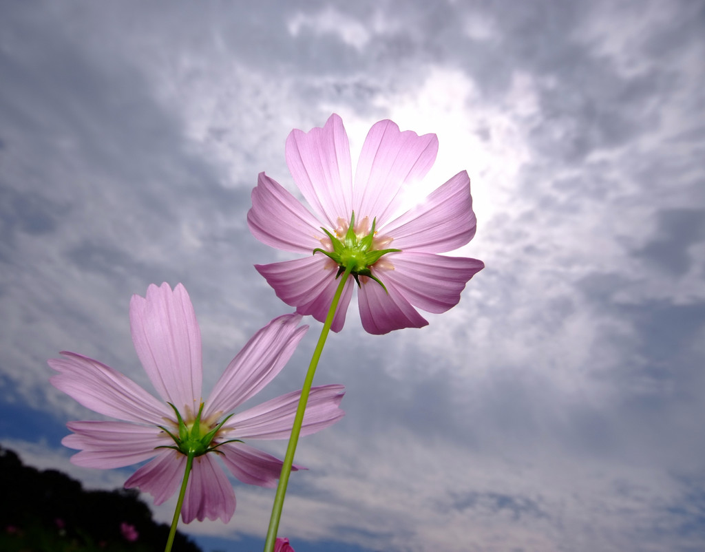 秋かざぐるま・華