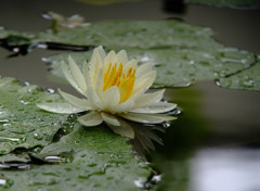 雨あがり・睡