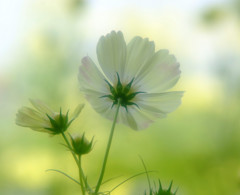 秘密の花園・こすもす（６）