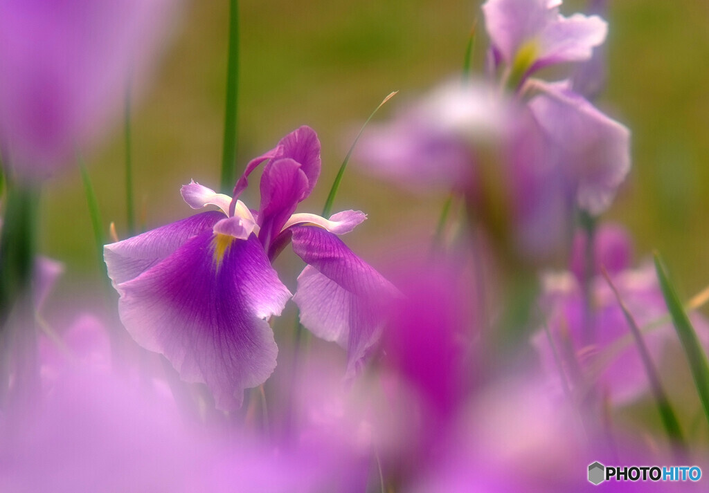 週末の癒しは・華