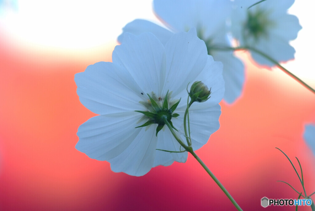 あなたがいるから✿Cosmos