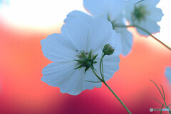 あなたがいるから✿Cosmos