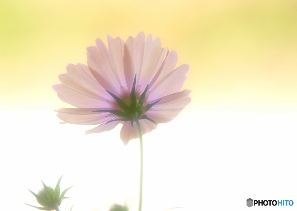 10月の誘惑・秋桜