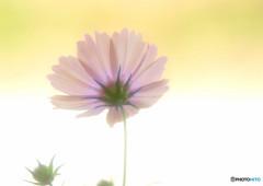 10月の誘惑・秋桜