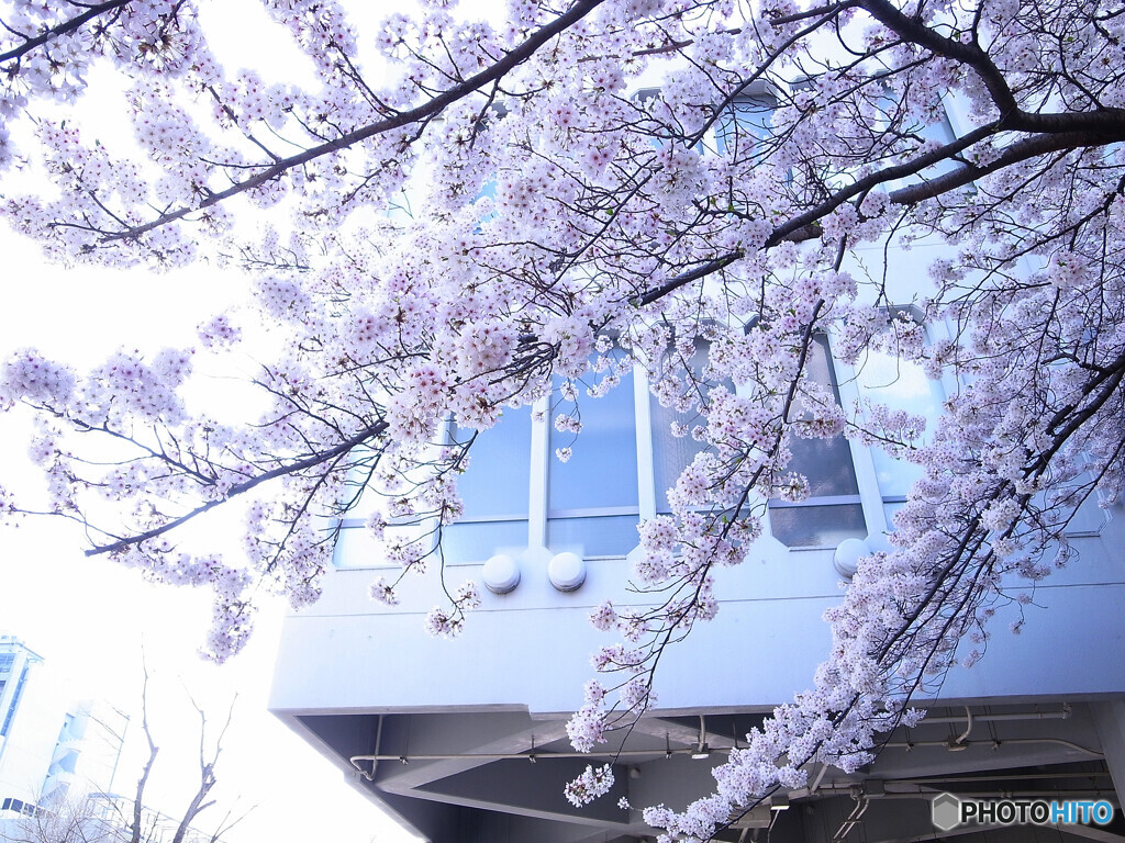 阪大桜✿35年目の春