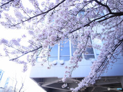 阪大桜✿35年目の春