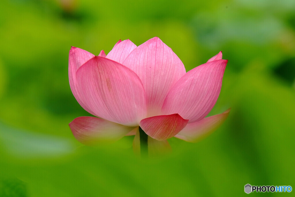 週末のヒロイン✾蓮