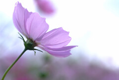 Cosmos theater❷✿和心2025