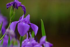 Japanese Beauty✿皐月の風