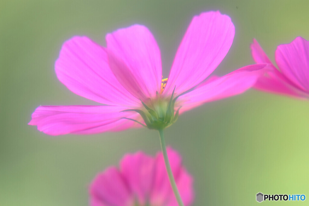 First impression✿こすもす