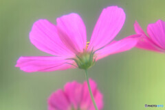 First impression✿こすもす