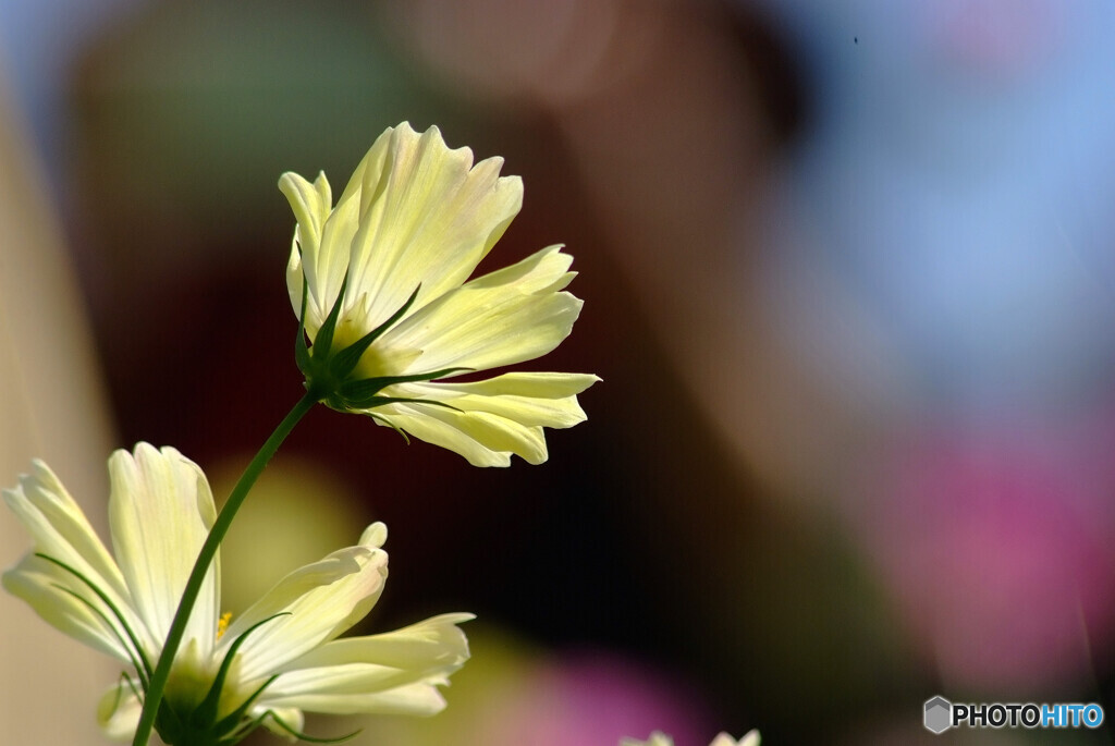 Japanese Beauty❁神無月の彩