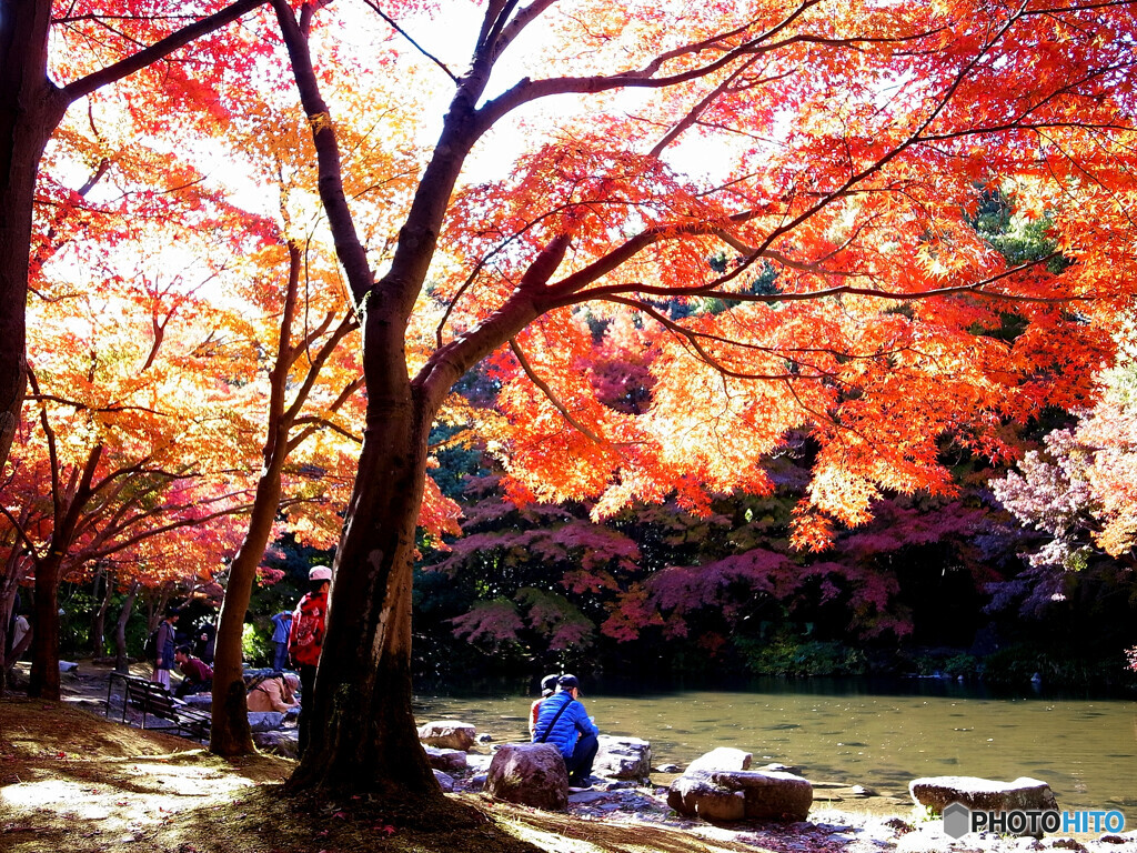 紅葉を楽しむ✿万博公園2024