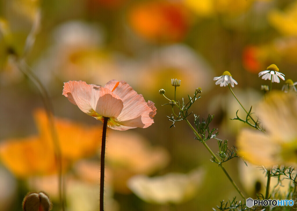 華やかに美しく・彩