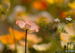 華やかに美しく・彩