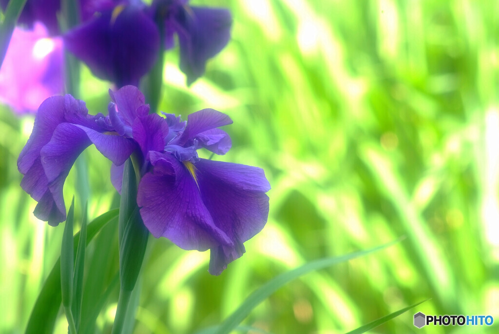 Japanese Beauty✿静寂の時
