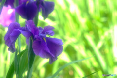 Japanese Beauty✿静寂の時