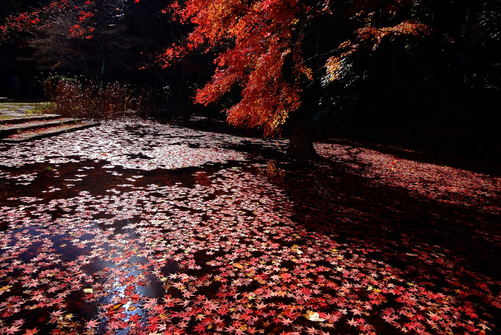 かげりゆく秋・落葉