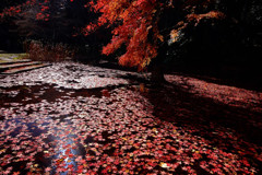 かげりゆく秋・落葉