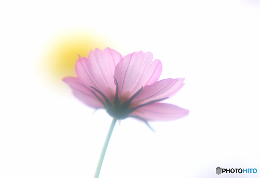 秋桜の誘惑・華