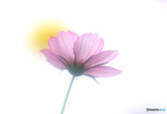 秋桜の誘惑・華